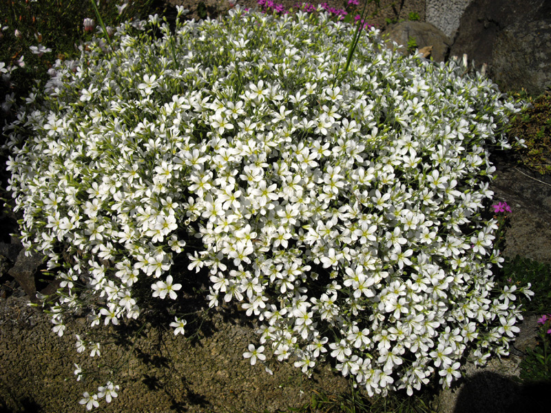 Minuartia laricifolia photo